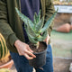 Simegarden Aloe marlothii 18 cm