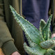 Simegarden Aloe marlothii 18 cm