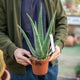 Simegarden Aloe vera 14 cm