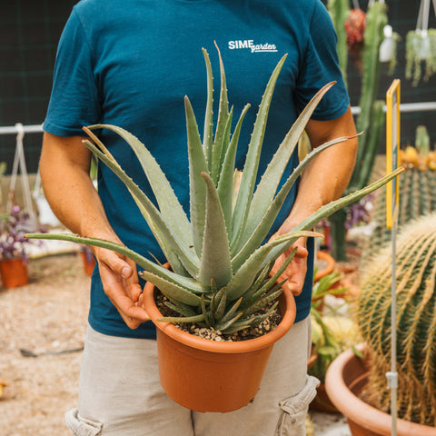 Simegarden Aloe vera 24 cm