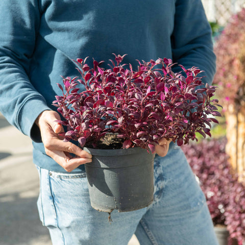 Simegarden Alternanthera purple knight 18 cm