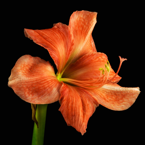 Simegarden amaryllis bulbo arancione 1