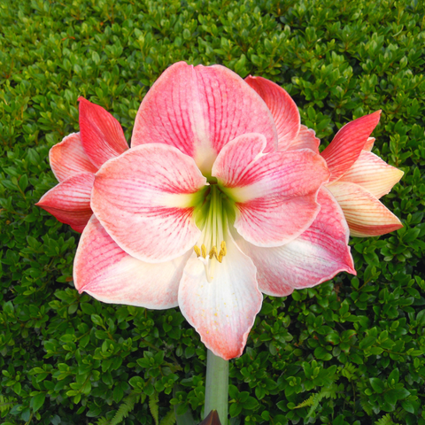 Simegarden Amaryllis rosa 1