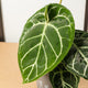 Simegarden Anthurium crystallinum