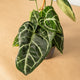 Simegarden Anthurium crystallinum