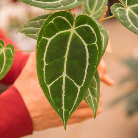 Simegarden Anthurium crystallinum