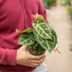 Simegarden Anthurium magnificum 12 cm