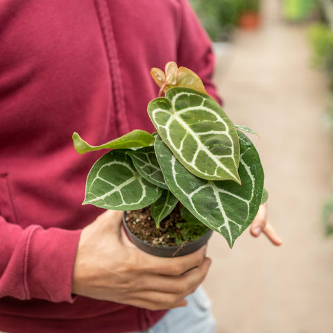 Simegarden Anthurium magnificum 12 cm