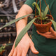 Simegarden Anthurium vittarifolium 14 cm