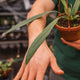 Simegarden Anthurium vittarifolium 14 cm