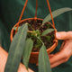 Simegarden Anthurium wendlingeri 14 cm
