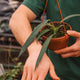 Simegarden Anthurium wendlingeri 14 cm