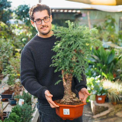 Simegarden Araucaria cunninghamii 30 cm / Terracotta