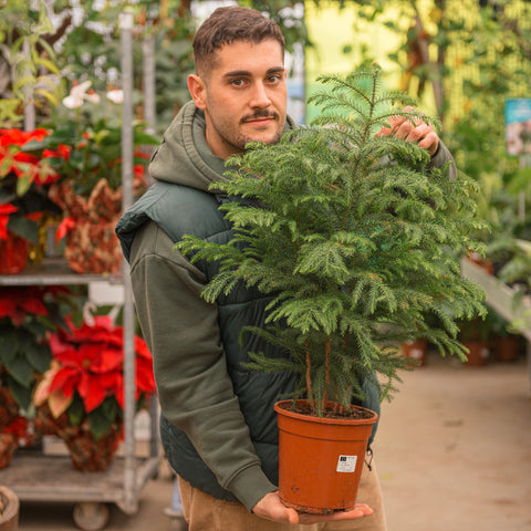 Simegarden Araucaria heterophylla 19