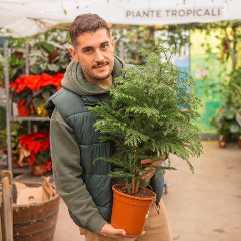 Simegarden Araucaria heterophylla 19