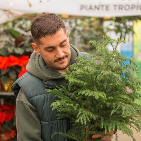 Simegarden Araucaria heterophylla 19