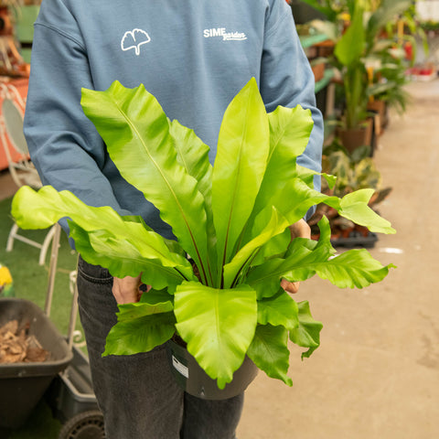 Simegarden Asplenium nidus 23 cm