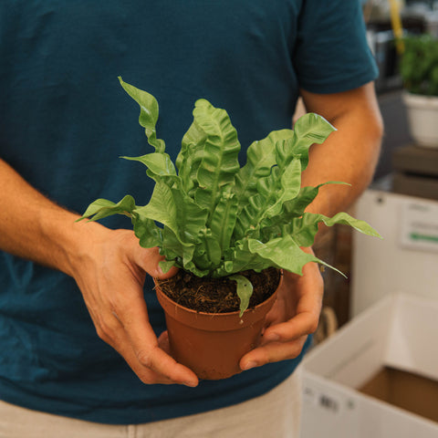 Simegarden Asplenium nidus “Crispy Wave” 12 cm