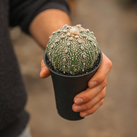 Simegarden Astrophytum asterias Superkabuto 10 cm