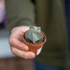 Simegarden Astrophytum myriostigma 5.5 cm