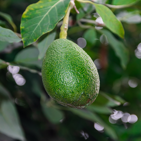 Simegarden Avocado ettinger 17 cm