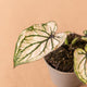 Simegarden Baby Caladium white