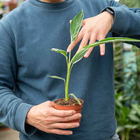 Simegarden Banano variegato 10.5 cm