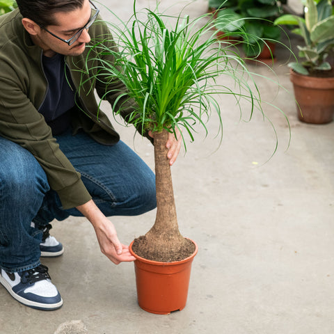 Simegarden Beaucarnea recurvata 21 cm