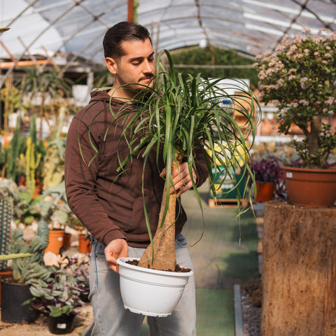 Simegarden Beaucarnea recurvata