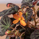 Simegarden Begonia bolivensis