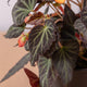 Simegarden Begonia bolivensis