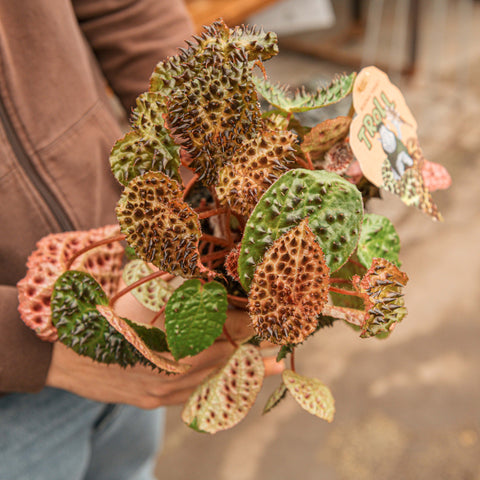 Simegarden Begonia ferox 12 cm