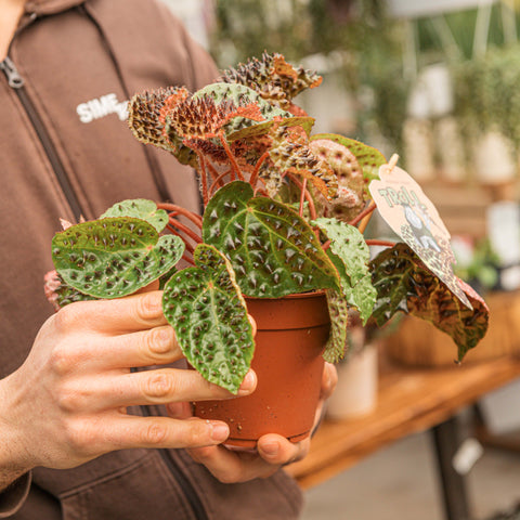 Simegarden Begonia ferox 12 cm