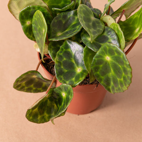 Simegarden Begonia kingiana