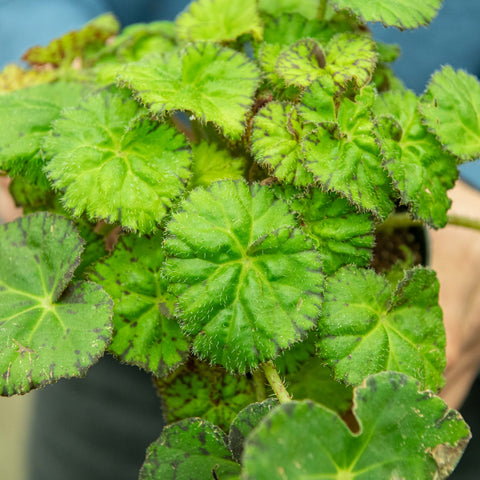 Simegarden Begonia lime fever 12 cm