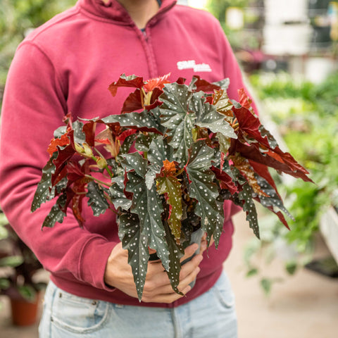 Simegarden Begonia maculata 17 cm