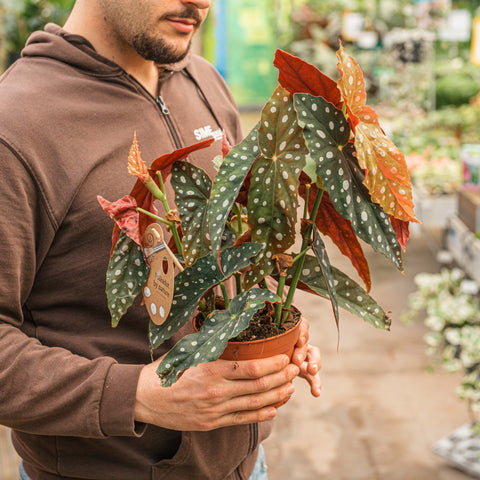 Simegarden Begonia maculata