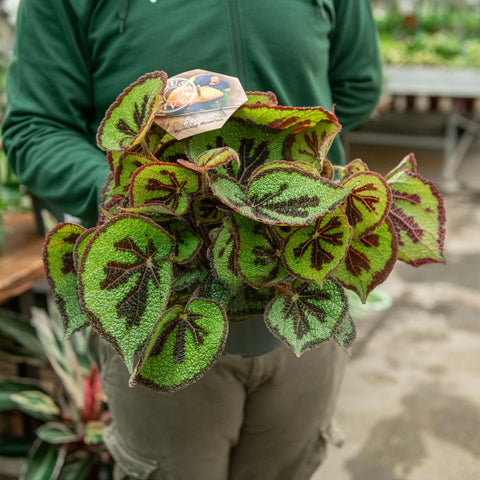 Simegarden Begonia masoniana 17 cm