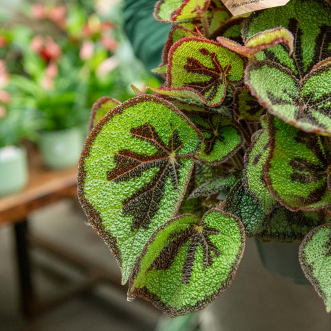 Simegarden Begonia masoniana