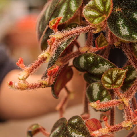 Simegarden Begonia Ngoc Lac 12 cm