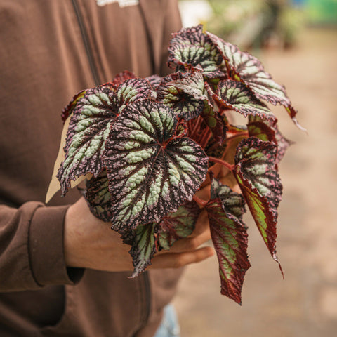 Simegarden Begonia rex "fireworks" 12 cm