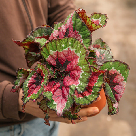 Simegarden Begonia rex "Macarena" 12 cm