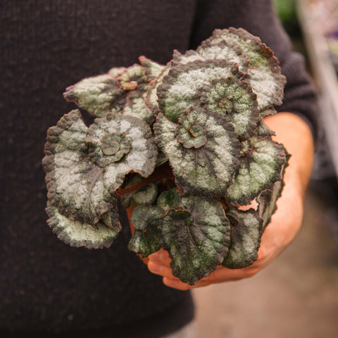 Simegarden Begonia rex "Princess Hannover" 12 cm