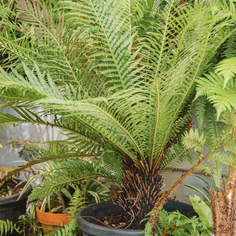 Simegarden Blechnum gibbum 45 cm