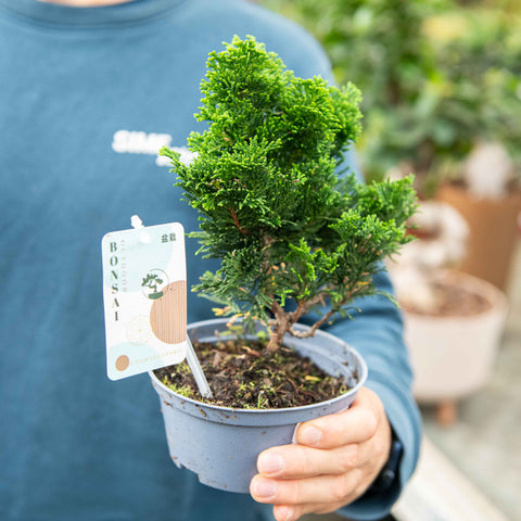 Simegarden Bonsai Chamaecyparis 14 cm