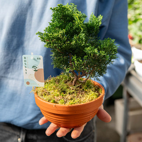 Simegarden Bonsai Chamaecyparis 15 cm - Terracotta