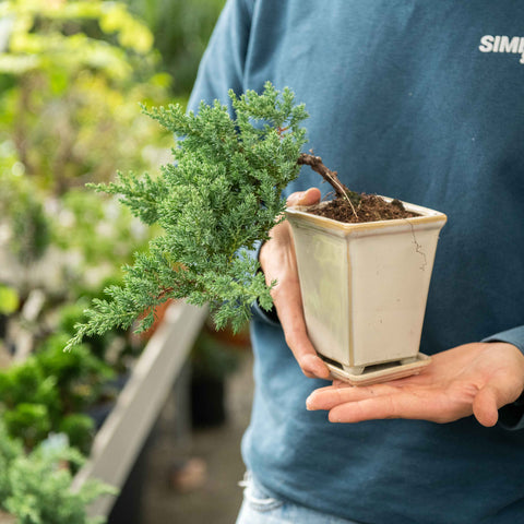 Simegarden Bonsai Juniperus procumbens 14 cm