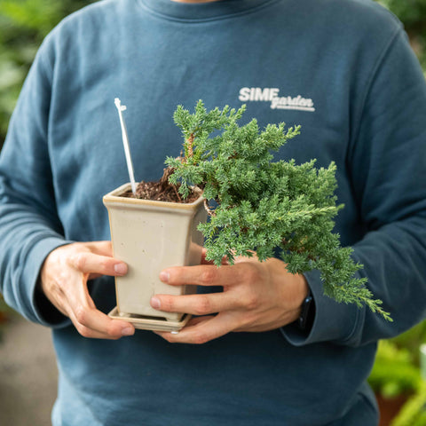 Simegarden Bonsai Juniperus procumbens 14 cm