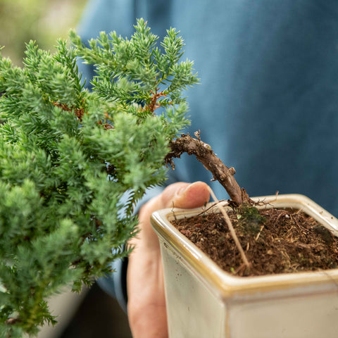 Simegarden Bonsai Juniperus procumbens 14 cm