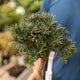 Simegarden Bonsai Podocarpus